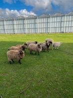 Ouessantschapen (rammen+ooitjes), Dieren en Toebehoren, Schapen, Geiten en Varkens, Mannelijk, Schaap