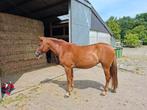 2,5 jarige merrie, haflinger x appaloosa, Dieren en Toebehoren, Paarden, 0 tot 2 jaar, 160 tot 165 cm, Onbeleerd, Recreatiepaard
