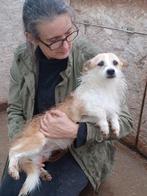 Zara ter adoptie!, Dieren en Toebehoren, Particulier, Rabiës (hondsdolheid), 1 tot 2 jaar, Buitenland