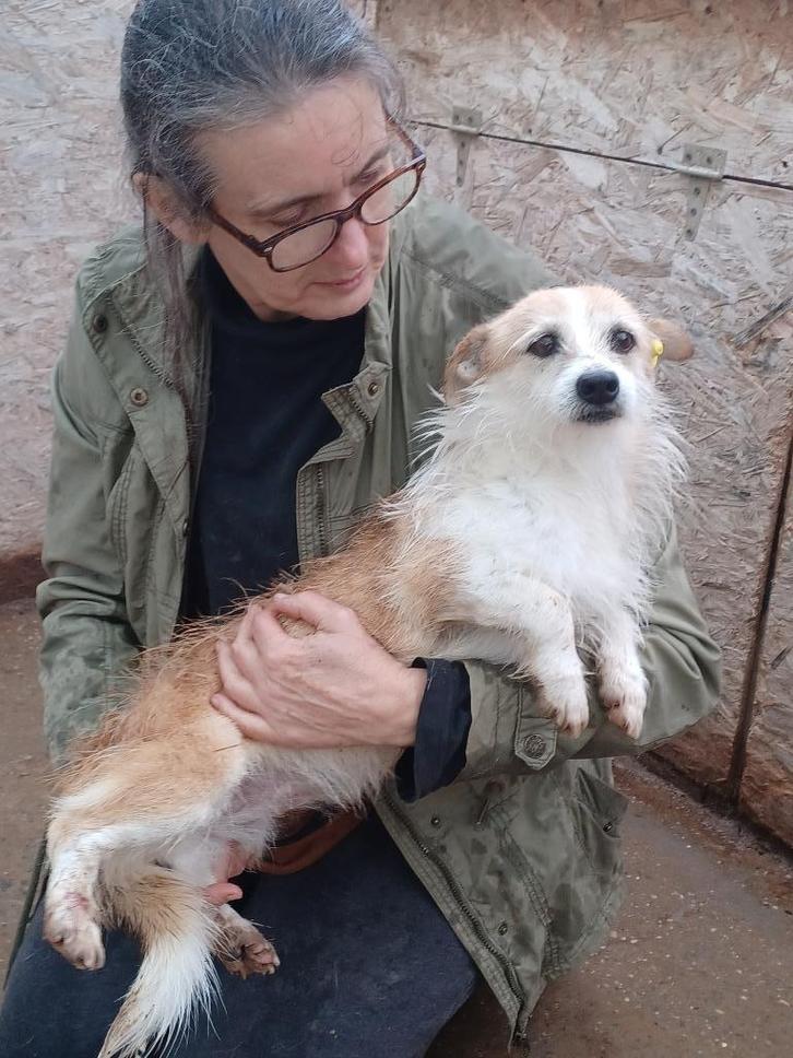 Zara ter adoptie!, Dieren en Toebehoren, Honden | Niet-rashonden, Klein, Teef, Particulier, Eén hond, Buitenland, 1 tot 2 jaar