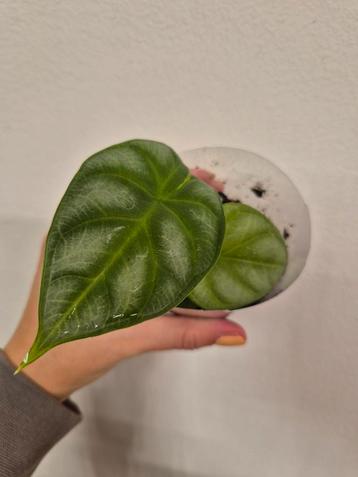 Alocasia Silver Dragon Mint Variegata beschikbaar voor biedingen