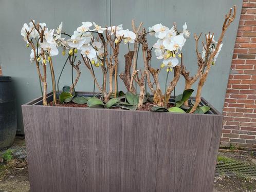 Grote decoratie met orchideeën kunstbloemen, Huis en Inrichting, Woonaccessoires | Kunstplanten en Kunstbloemen, Zo goed als nieuw