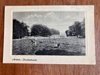 Arnhem - Koeien in de Sonsbeekweide. 1957., Ophalen of Verzenden, 1940 tot 1960, Gelopen, Gelderland