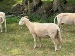 Ooi, Dieren en Toebehoren, Schapen, Geiten en Varkens, Vrouwelijk, Schaap, 0 tot 2 jaar