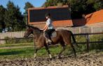 Hele brave merrie!, Merrie, B, 3 tot 6 jaar, 160 tot 165 cm