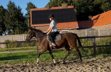 Hele brave merrie! beschikbaar voor biedingen
