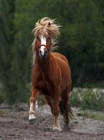 Lease pony aangeboden, Dieren en Toebehoren, Ophalen of Verzenden, Zo goed als nieuw