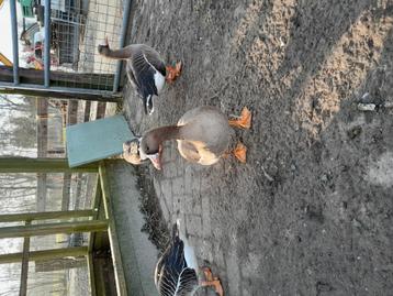 Kolganzen beschikbaar voor biedingen