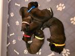 Mechelse herder pups  5 teef 5 reu geb 4 okt, Dieren en Toebehoren, Overige rassen, Meerdere, Meerdere dieren, Nederland