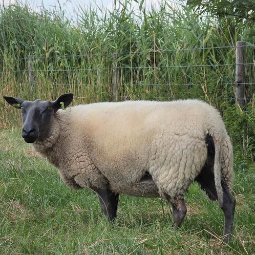 2 bleu du maine ooien. 3 jaar., Dieren en Toebehoren, Schapen, Geiten en Varkens