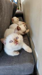 Lieve Britse korthaar kittens geteste ouders&met stamboom, Dieren en Toebehoren, Katten en Kittens | Raskatten | Korthaar, Meerdere dieren