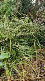 Carex siergras stekjes, Ophalen, Siergrassen, Halfschaduw