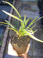 Carex morrowii, siergras bodembedekker, Winter, Ophalen of Verzenden