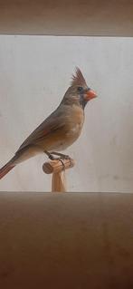 Rode Kardinalen mannen en poppen verwant 2025, Dieren en Toebehoren, Vogels | Overige Vogels, Meerdere dieren, Tropenvogel, Geringd