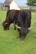 Span mooie yaks, Meerdere dieren, 7 tot 10 jaar