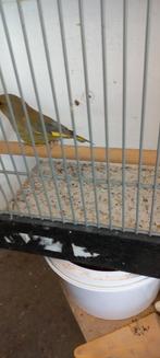 Groenling, Dieren en Toebehoren, Vogels | Overige Vogels, Mannelijk, Tropenvogel, Geringd
