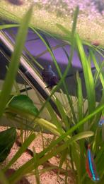 55 liter aqarium, Dieren en Toebehoren, Vis