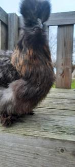 Mooi jong USA zijdehoen haantje blauw, Dieren en Toebehoren, Pluimvee, Mannelijk, Kip