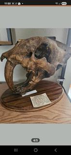 Sabeltandtijger schedel 1:1 - Oertijdmuseum Boxtel, Ophalen