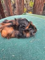 Cavia beertje, Dieren en Toebehoren, Knaagdieren, November, Mannelijk, Cavia