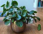 Grote pannenkoeken plant incl mooie sierpot, Overige soorten, In pot, Minder dan 100 cm, Groene kamerplant