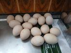 Pauwen eieren, Dieren en Toebehoren, Ophalen, Zo goed als nieuw, Overige typen