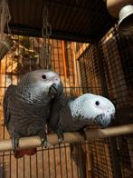 Grijze roodstaart baby papegaai super tam, Geslacht onbekend, Papegaai, Tam