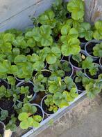 Aardbei plantjes, Ophalen of Verzenden, Vaste plant, Groenteplanten, Volle zon