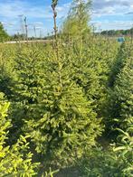 Picea omorika kerstbomen, Tuin en Terras, Planten | Struiken en Hagen, Ophalen of Verzenden, Conifeer, Struik, 100 tot 250 cm
