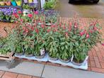 Fuchsia, Tuin en Terras, Planten | Tuinplanten, Halfschaduw, Zomer, Ophalen of Verzenden, Overige soorten