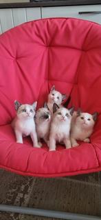 Vier prachtige kittens (snowshoe), Dieren en Toebehoren, Katten en Kittens | Raskatten | Korthaar, Meerdere dieren