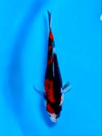 Doitsu Showa 16-20cm Japanse Koi, Dieren en Toebehoren, Karper of Koi