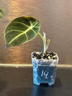 Alocasia mini black velvet #14 potmaat 4 cm, Huis en Inrichting, Ophalen of Verzenden, Overige soorten, Minder dan 100 cm