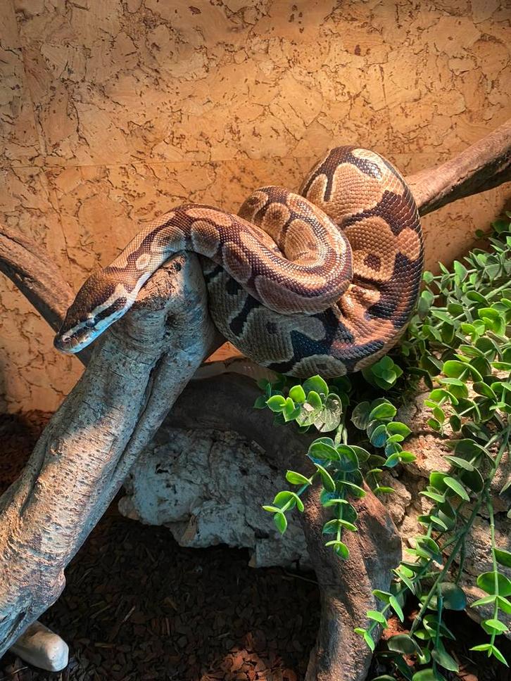 Koningspython vrouw – incl. terrarium, Dieren en Toebehoren, Reptielen en Amfibieën, Slang, 11 jaar of ouder, Met terrarium
