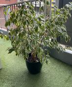 Mooie grote Ficus, Huis en Inrichting, Ophalen of Verzenden, Ficus, Halfschaduw, Minder dan 100 cm