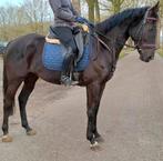 Superbrave 5 jr allrounder 1,62mtr (recreatie-manege-sport), Dieren en Toebehoren, Paarden, Merrie, 3 tot 6 jaar, 160 tot 165 cm
