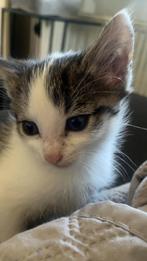 Kittens, Poes, 0 tot 2 jaar