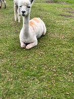 Prachtige bonte alpaca, Dieren en Toebehoren, Schapen, Geiten en Varkens, Vrouwelijk, Schaap