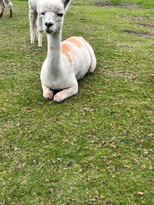 Prachtige bonte alpaca, Dieren en Toebehoren, Schapen, Geiten en Varkens, Schaap, Vrouwelijk