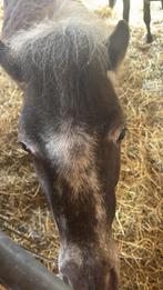 Weide gezocht!, Dieren en Toebehoren, Stalling en Weidegang, Weidegang, 4 paarden of pony's of meer