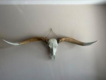 Longhorn 170 stierenkop western beschikbaar voor biedingen