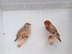 Koppel zebravinken oranjeborst bruin., Meerdere dieren, Tropenvogel, Geringd