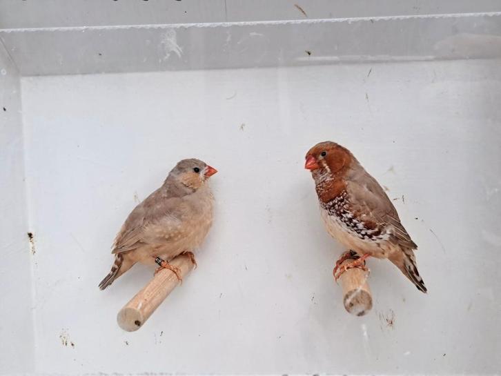 Koppel zebravinken oranjeborst bruin., Dieren en Toebehoren, Vogels | Overige Vogels, Tropenvogel, Meerdere dieren, Geringd