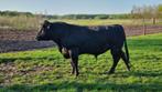 Stamboek Black Angus stier, Dieren en Toebehoren, Runderen, Mannelijk, 0 tot 2 jaar