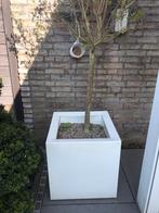 2 Elho verrijdbare plantenbakken met olijfbomen nwpr 700euro, Tuin en Terras, Ophalen, Kunststof