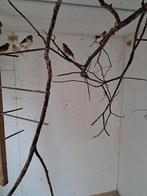 Harlekijn kanaries, Dieren en Toebehoren, Vogels | Overige Vogels, Meerdere dieren