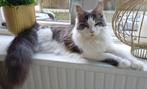 Prachtige Maine Coon XXL Poes!!, Dieren en Toebehoren, Poes, Gechipt, 0 tot 2 jaar