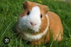 Gezocht!!, Dieren en Toebehoren, Januari, Cavia