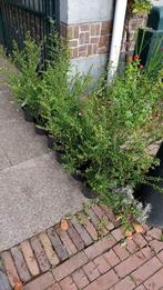 Ilex crenata 'Convexa' wintergroene "buxus-vervanger" haag, Overige soorten, Vaste plant, Ophalen of Verzenden, Halfschaduw