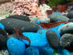 Rode en blauwe Neocardina garnalen, Dieren en Toebehoren, Vissen | Aquariumvissen, Kreeft, Krab of Garnaal